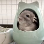 よく寝るチンチラ🐭