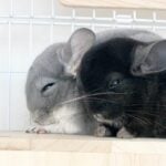 多頭飼いの幸せ🐭